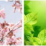 Four Elements in Astrology
