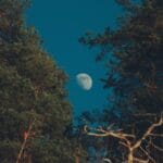 the moon is seen through the trees in this photo