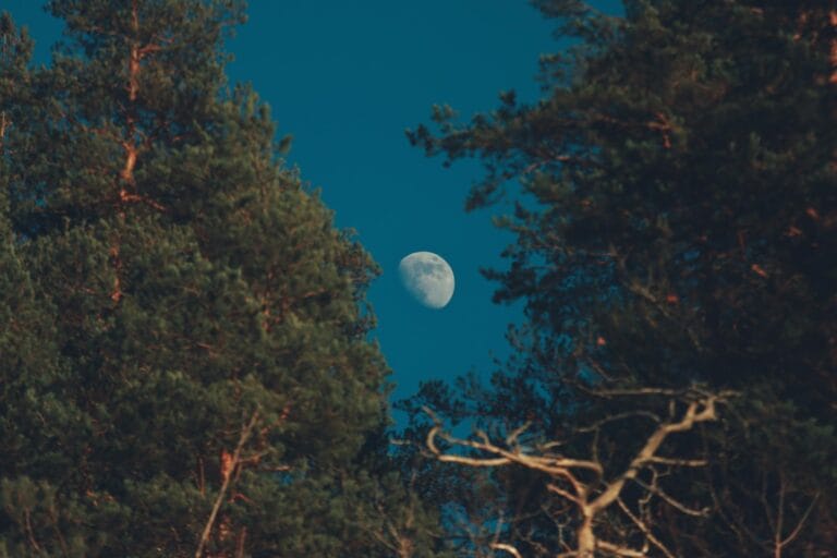 the moon is seen through the trees in this photo