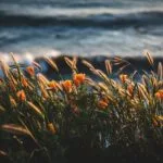 photo of golden flowers beside body of water