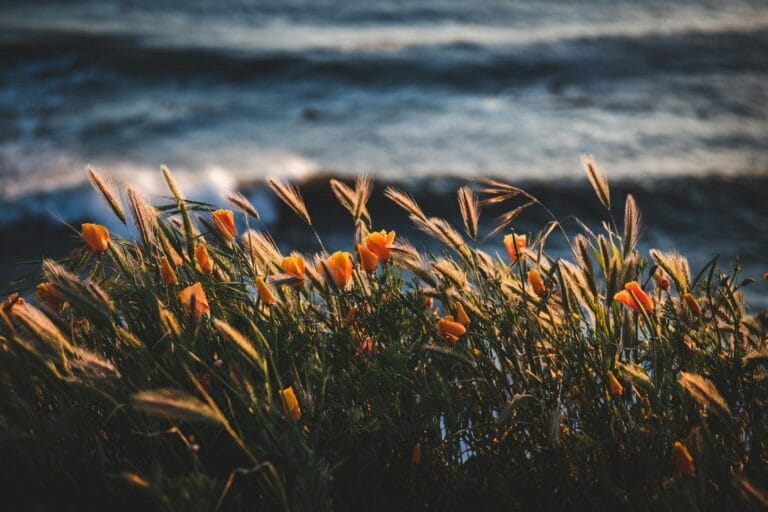 photo of golden flowers beside body of water