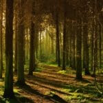empty forest