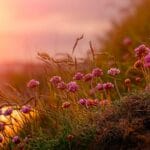 macro photography of pink flowers